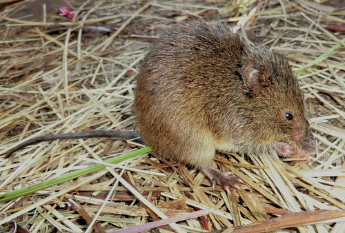 Atlantic Forest hocicudo (Oxymycterus dasytrichus) — Least Concern Mammalia