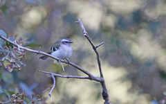 Mecocerculus stictopterus