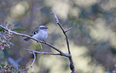 Mecocerculus stictopterus