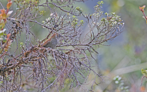 White-chinned Thistletail (Asthenes fuliginosa), photo 8