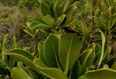 Callisphyris leptopus