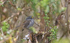 Silvicultrix frontalis