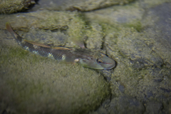 Rhinogobius candidianus