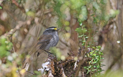 Silvicultrix frontalis