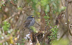 Silvicultrix frontalis