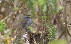 Silvicultrix frontalis