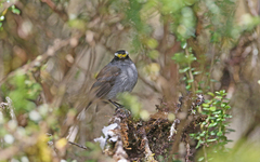 Silvicultrix frontalis