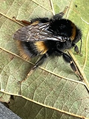 Bombus terrestris