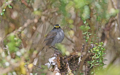 Silvicultrix frontalis