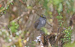 Silvicultrix frontalis