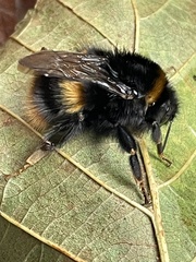 Bombus terrestris