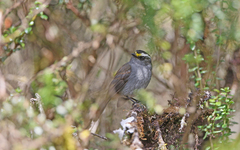 Silvicultrix frontalis