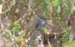 Silvicultrix frontalis