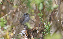 Silvicultrix frontalis