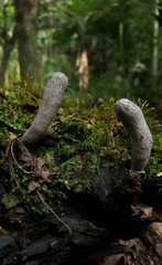 Xylaria grammica