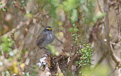 Silvicultrix frontalis