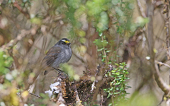 Silvicultrix frontalis