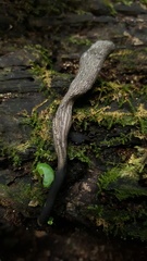 Xylaria grammica