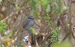 Silvicultrix frontalis