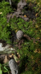 Xylaria grammica