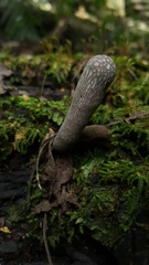 Xylaria grammica