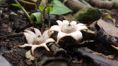 Geastrum