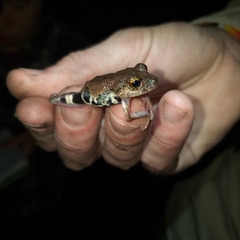 Pristimantis ventrimarmoratus