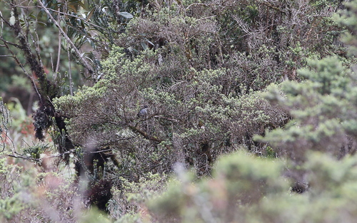Black-backed Bush Tanager (Urothraupis stolzmanni), photo 5