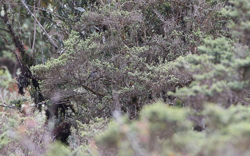 Black-backed Bush Tanager (Urothraupis stolzmanni), photo 6