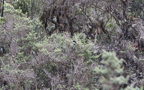 Black-backed Bush Tanager (Urothraupis stolzmanni), photo 9