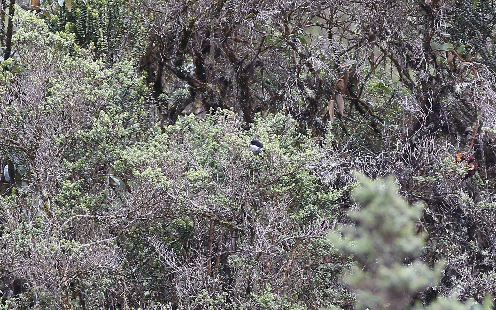 Black-backed Bush Tanager (Urothraupis stolzmanni), photo 9