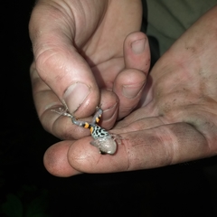 Pristimantis ventrimarmoratus