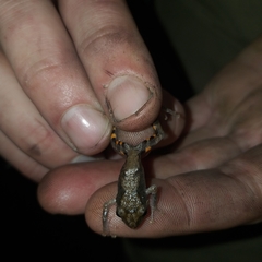 Pristimantis ventrimarmoratus