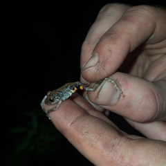 Pristimantis ventrimarmoratus