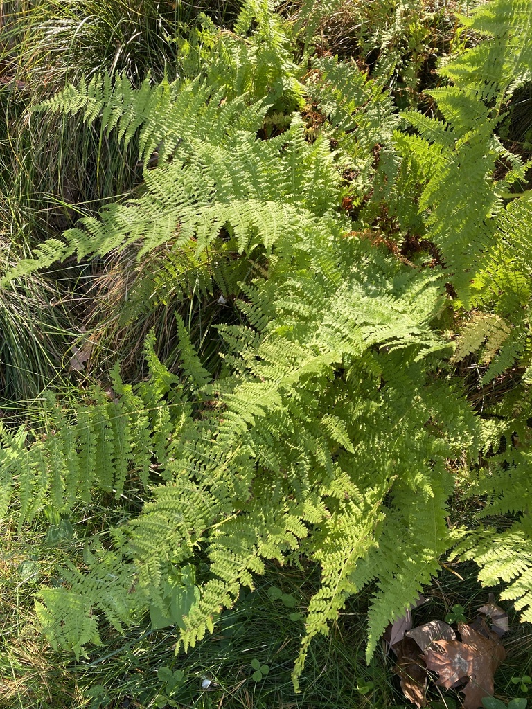 hay-scented fern from Boston Сollege - Chestnut Hill Campus, Boston, MA ...