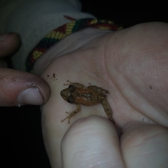 Pristimantis prolatus