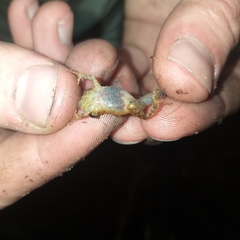 Pristimantis prolatus