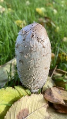 Coprinus comatus