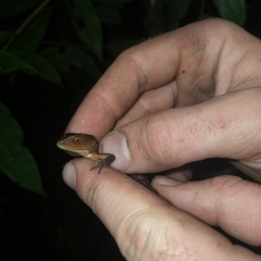 Gelanesaurus flavogularis