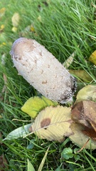 Coprinus comatus