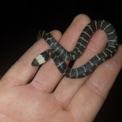 Atractus touzeti