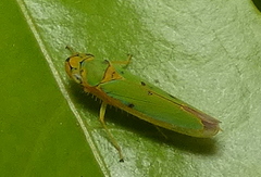 Catagonalia conjunctula