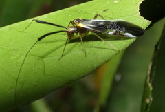 Dictyopsocus pennicornis