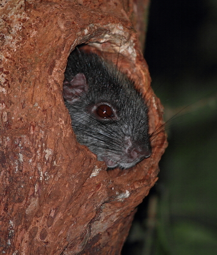 Yellow-crowned Brush-tailed Rat
