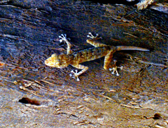 Orlov's Fan-Footed Gecko photo 4
