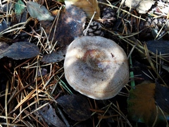 Lactarius quieticolor