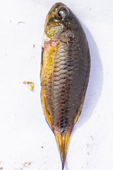 Apistogramma borellii