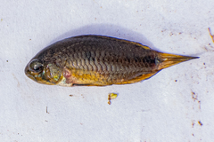 Apistogramma borellii