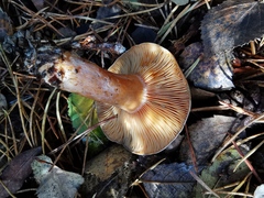 Lactarius quieticolor