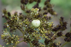 Verbesina arborea